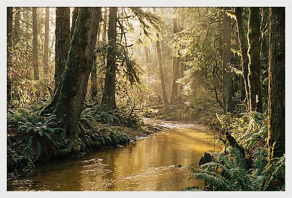 Amazon Rainforest Serenity