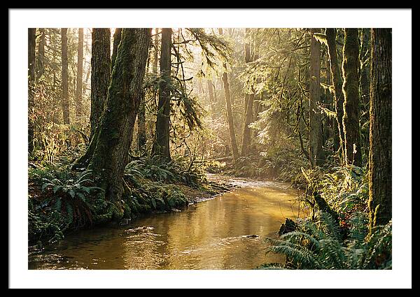 Amazon Rainforest Serenity