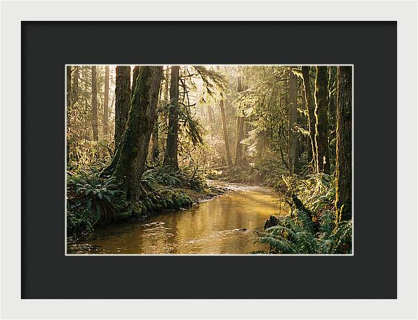Amazon Rainforest Serenity