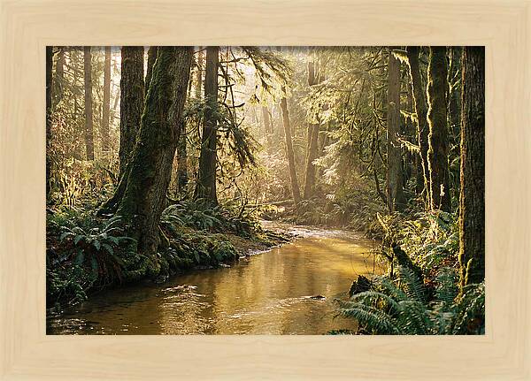 Amazon Rainforest Serenity