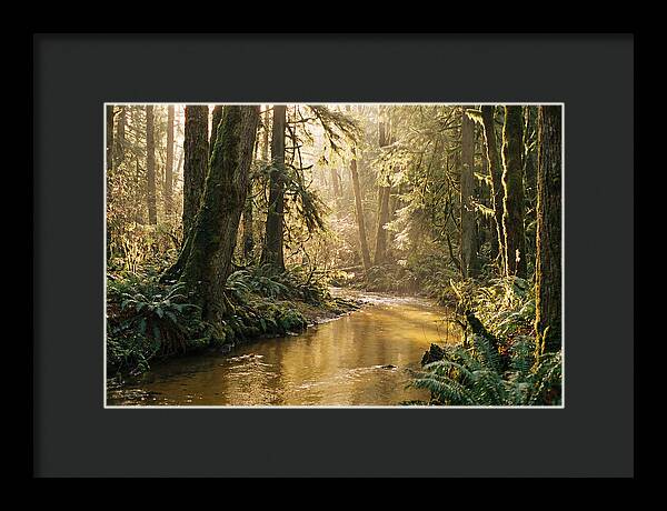 Amazon Rainforest Serenity