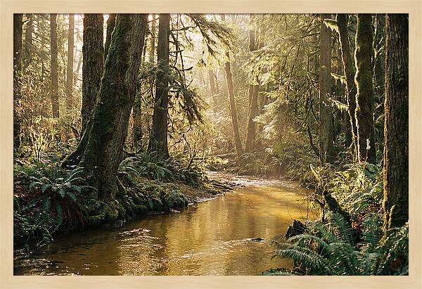Amazon Rainforest Serenity