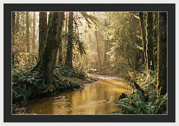 Amazon Rainforest Serenity