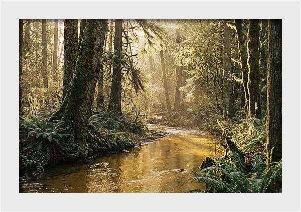 Amazon Rainforest Serenity