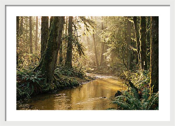 Amazon Rainforest Serenity