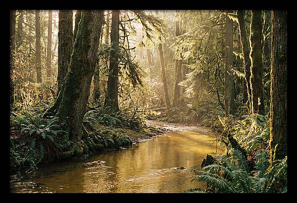 Amazon Rainforest Serenity