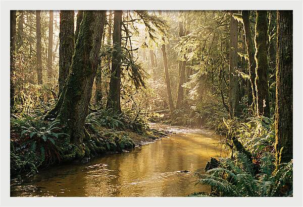 Amazon Rainforest Serenity