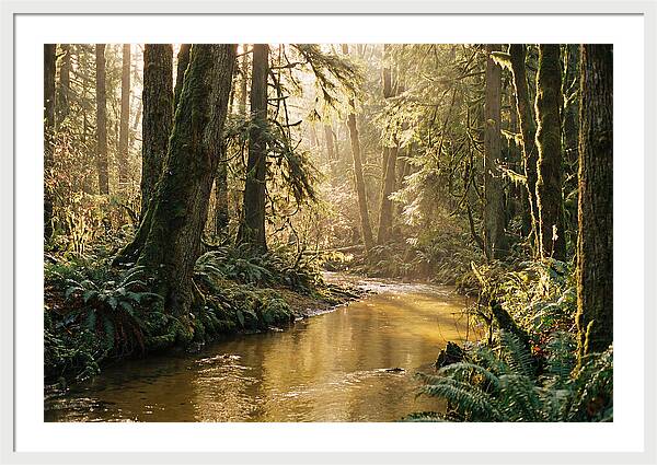Amazon Rainforest Serenity