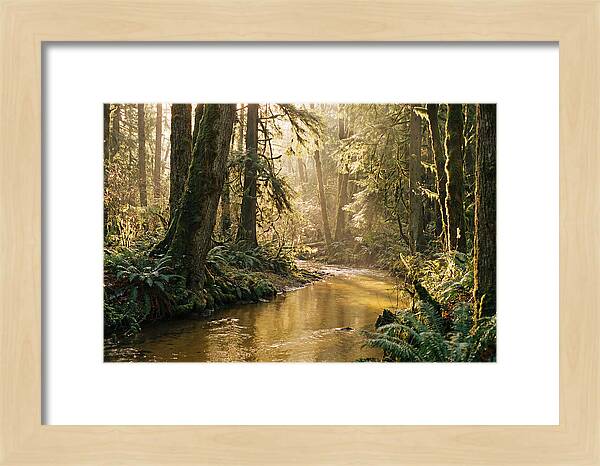 Amazon Rainforest Serenity