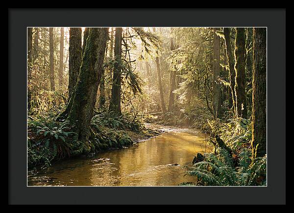 Amazon Rainforest Serenity