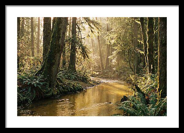 Amazon Rainforest Serenity