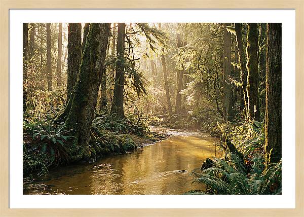 Amazon Rainforest Serenity