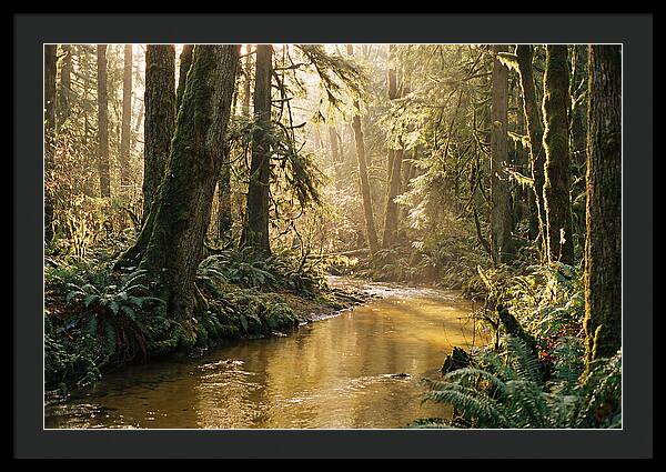 Amazon Rainforest Serenity