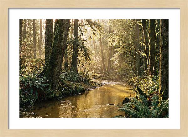Amazon Rainforest Serenity