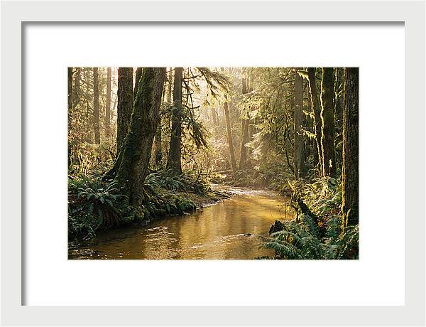 Amazon Rainforest Serenity
