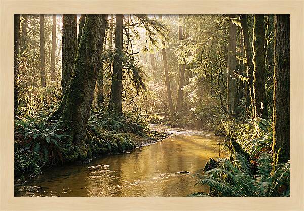 Amazon Rainforest Serenity