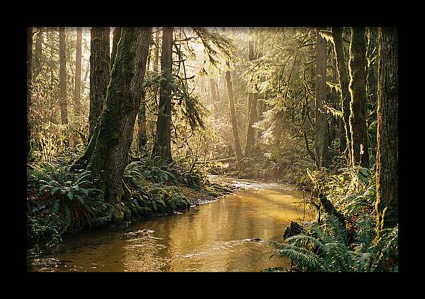 Amazon Rainforest Serenity
