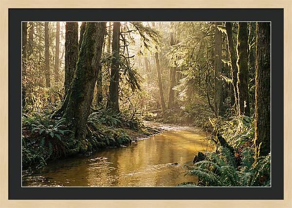 Amazon Rainforest Serenity