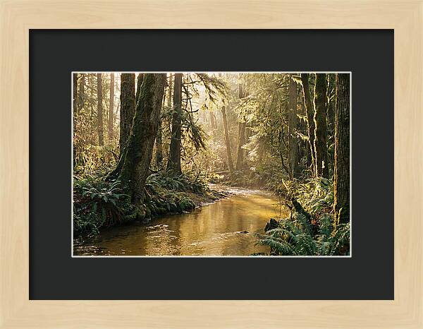 Amazon Rainforest Serenity
