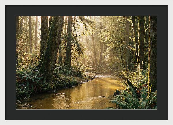 Amazon Rainforest Serenity