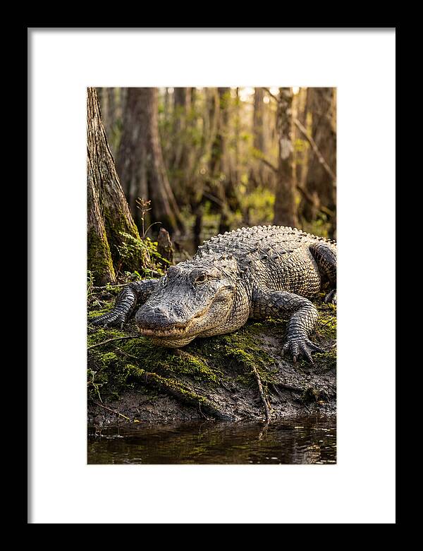 American Alligator Basking In Sun