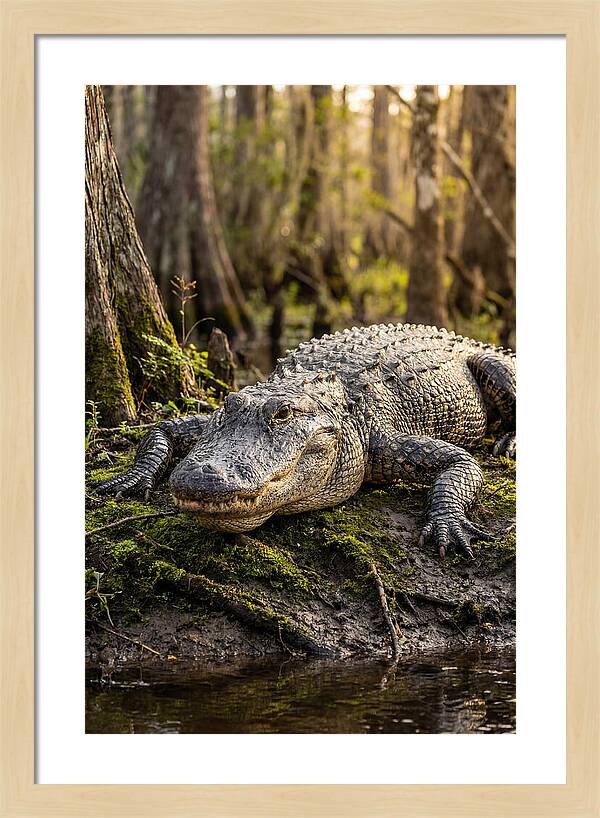 American Alligator Basking In Sun