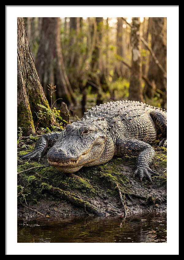 American Alligator Basking In Sun