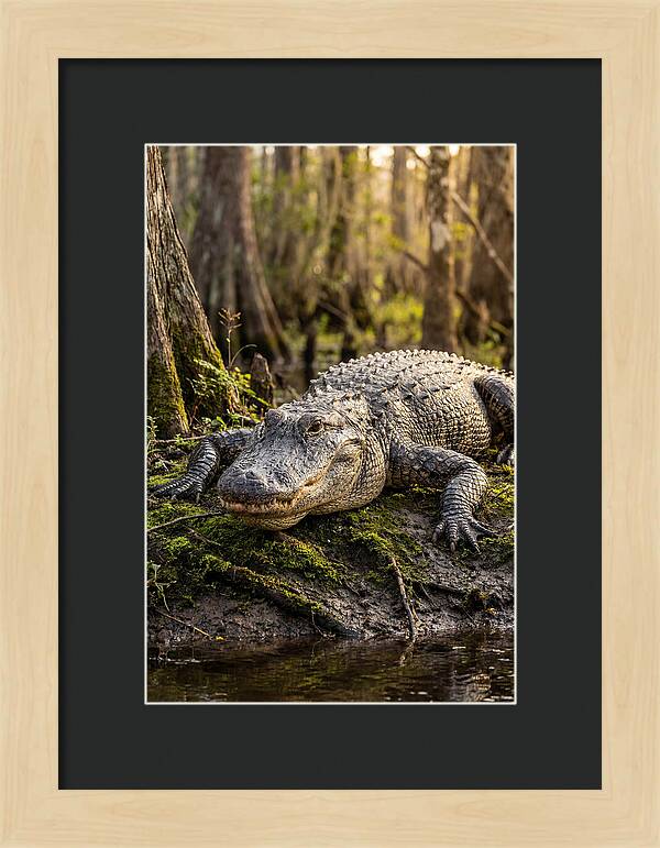 American Alligator Basking In Sun