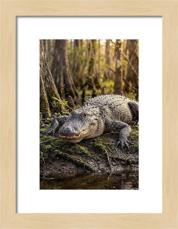 American Alligator Basking In Sun