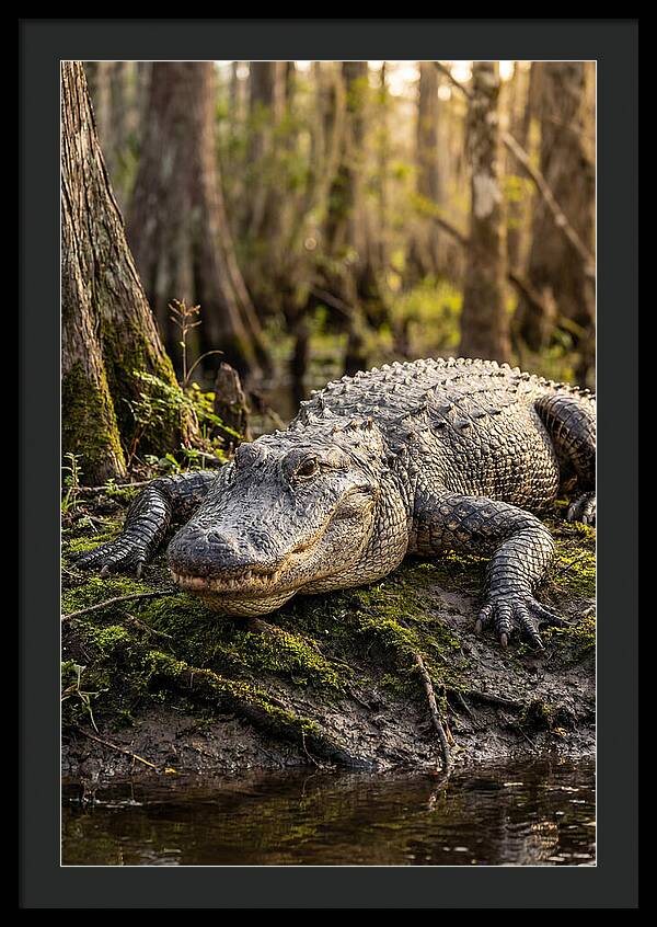 American Alligator Basking In Sun