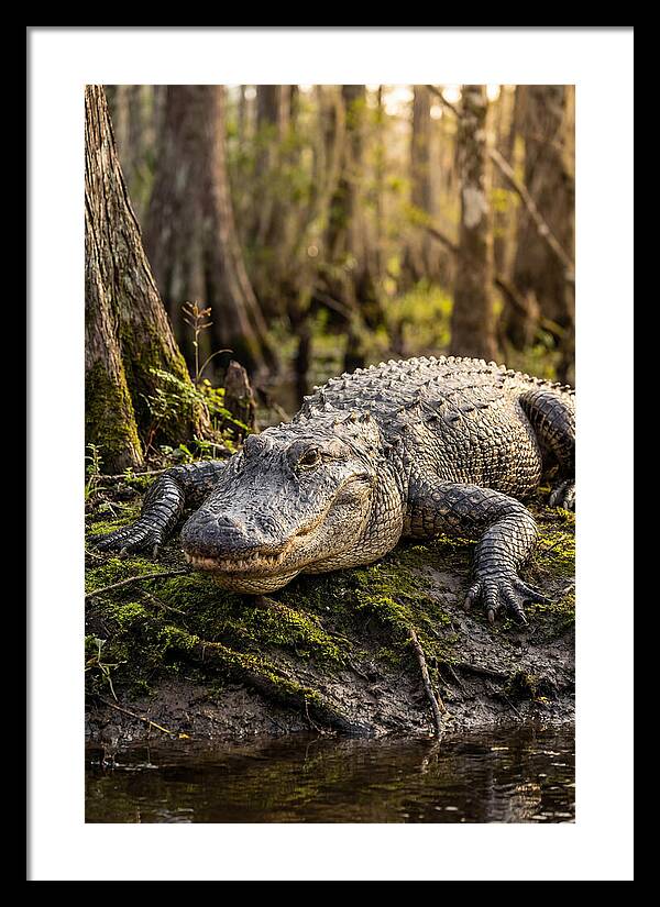 American Alligator Basking In Sun