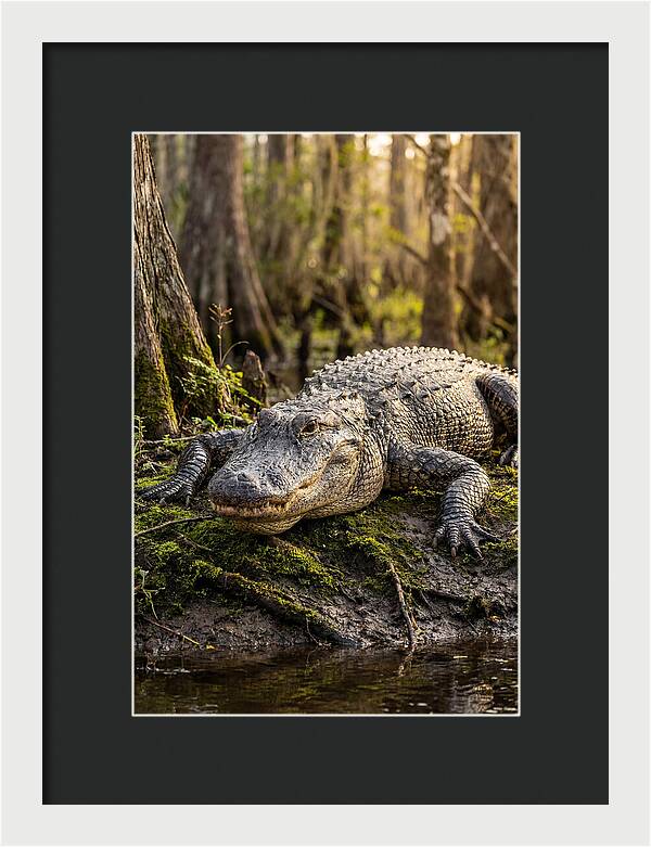 American Alligator Basking In Sun