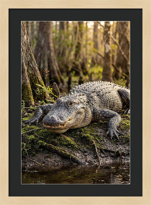 American Alligator Basking In Sun