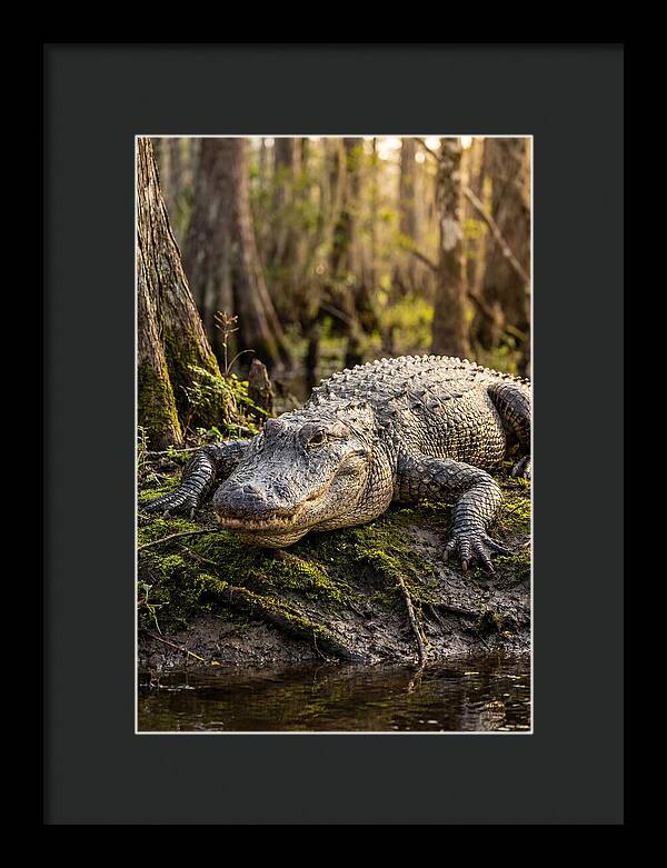 American Alligator Basking In Sun