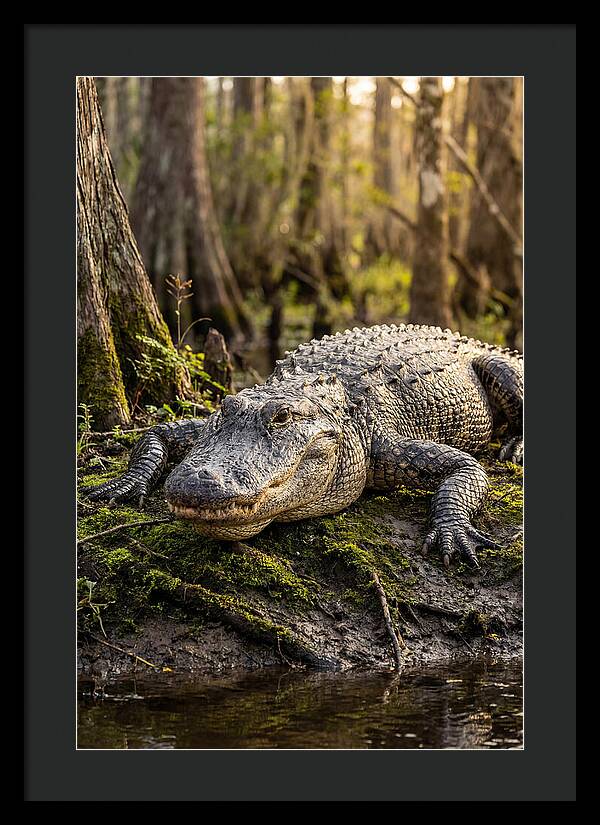 American Alligator Basking In Sun