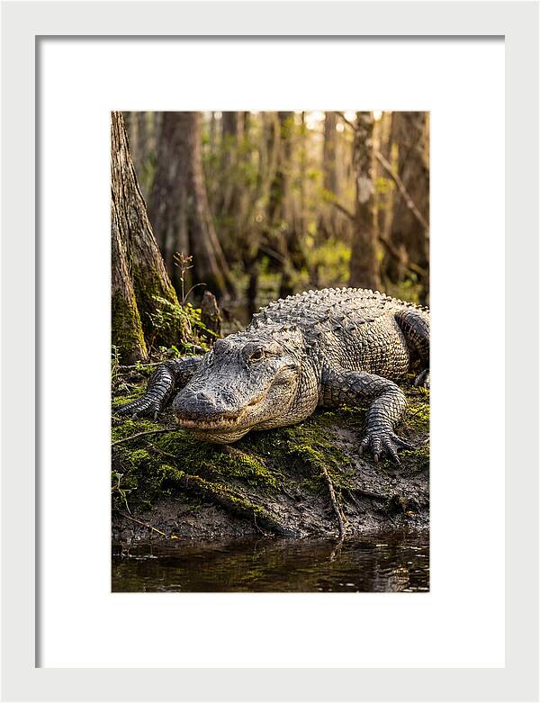 American Alligator Basking In Sun