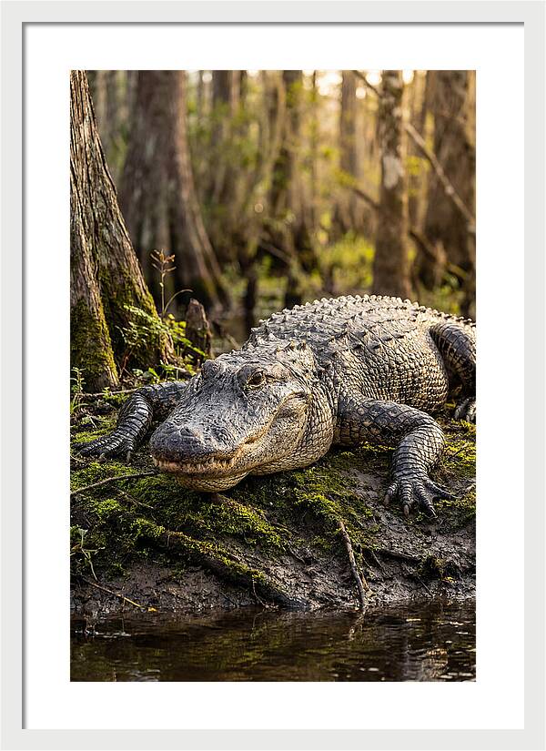 American Alligator Basking In Sun
