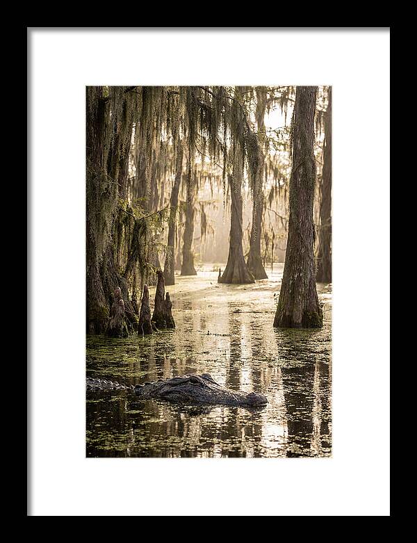 American Alligator In Serene Swamp