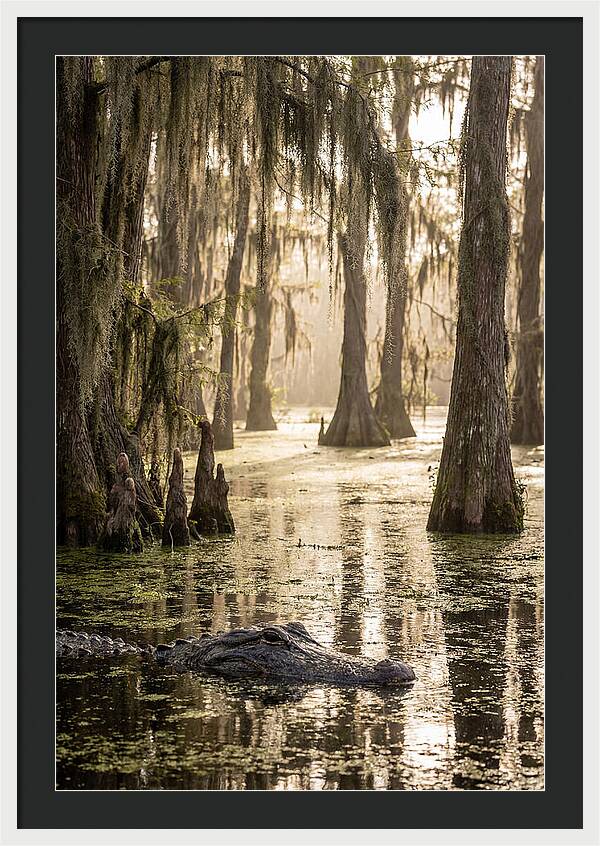 American Alligator In Serene Swamp