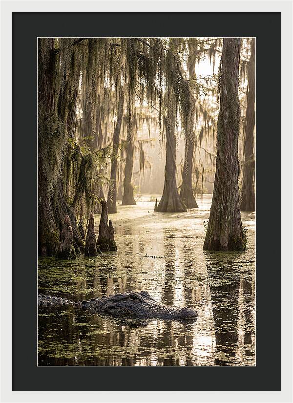 American Alligator In Serene Swamp