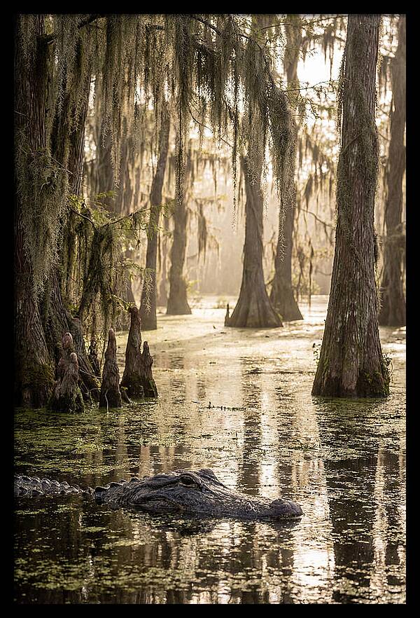 American Alligator In Serene Swamp