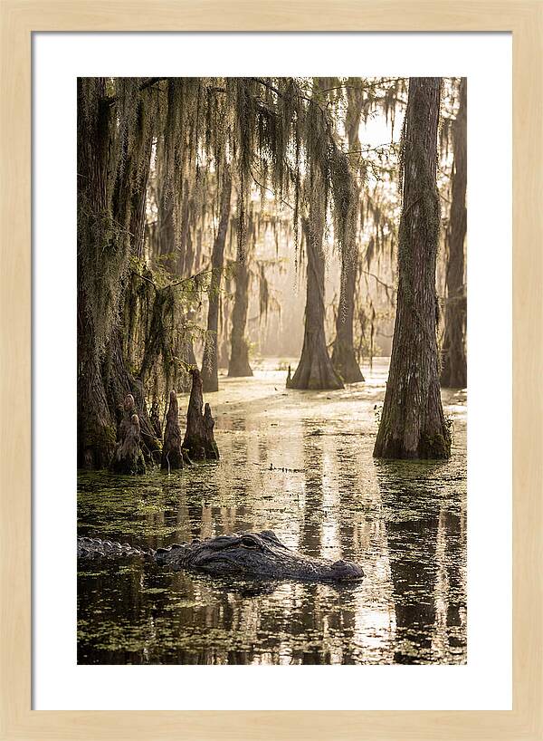 American Alligator In Serene Swamp