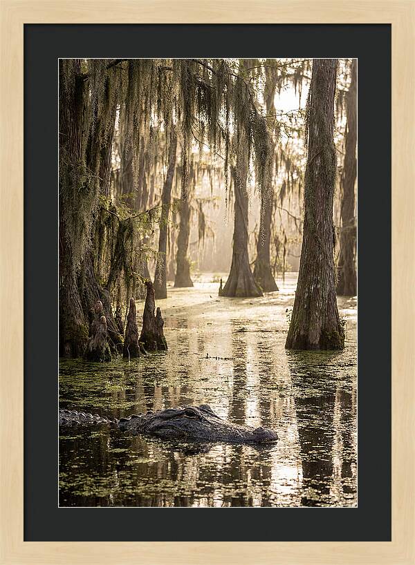 American Alligator In Serene Swamp