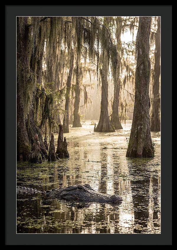 American Alligator In Serene Swamp
