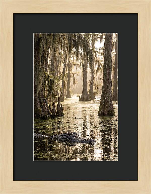 American Alligator In Serene Swamp