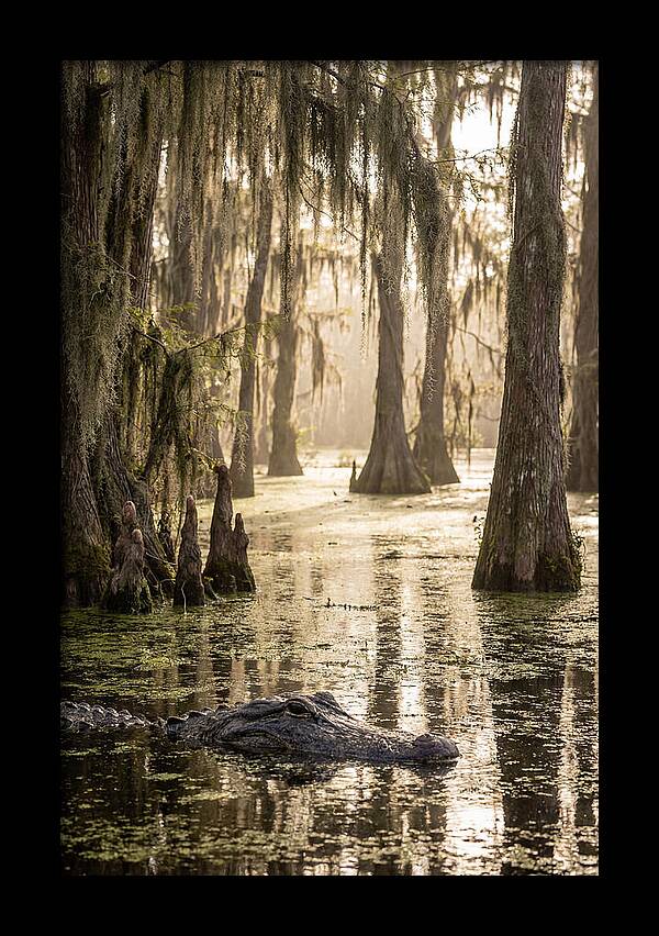 American Alligator In Serene Swamp