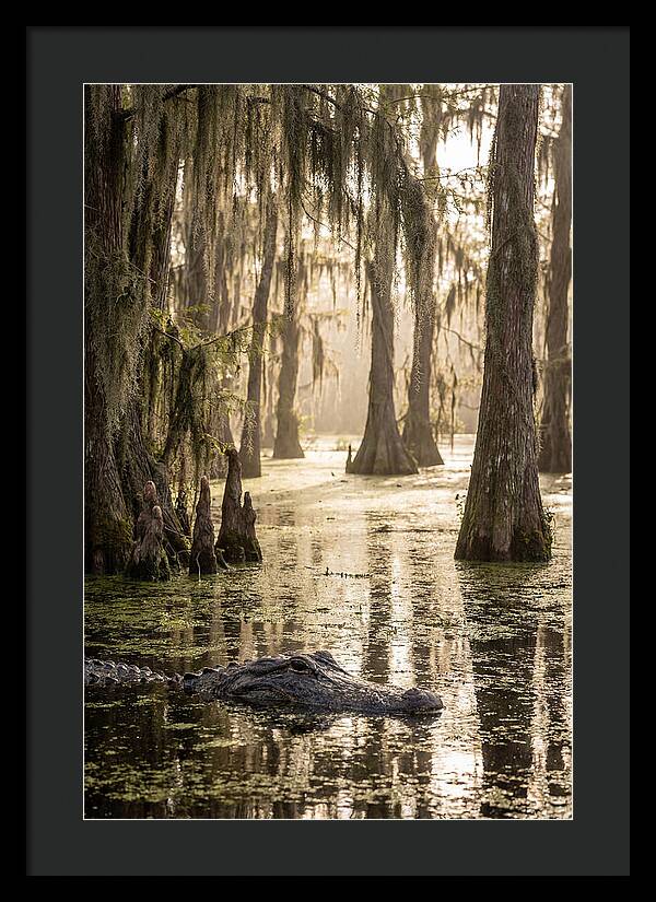 American Alligator In Serene Swamp