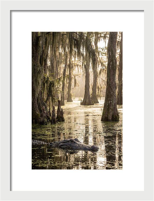 American Alligator In Serene Swamp