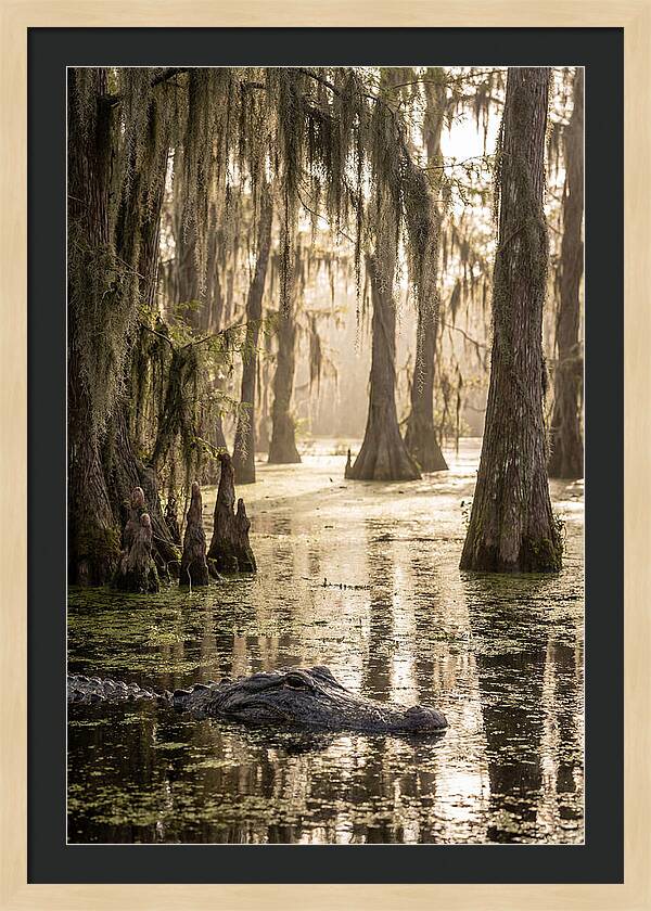 American Alligator In Serene Swamp
