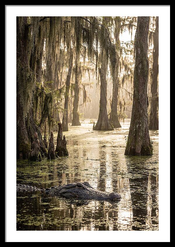 American Alligator In Serene Swamp